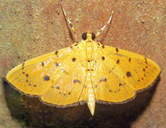 Phaedropsis
