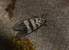 Heortia