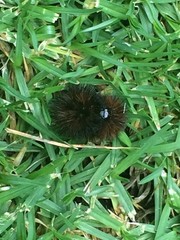 Lepidoptera