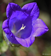 Campanula pelviformis
