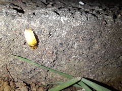 Lamprohiza mulsantii