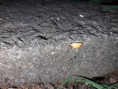 Lamprohiza mulsantii