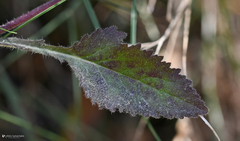 Campanula pelviformis
