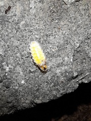 Lamprohiza mulsantii