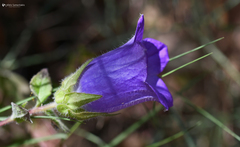 Campanula pelviformis