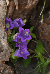 Campanula pelviformis