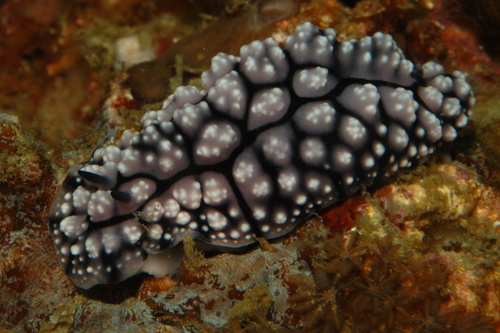 Phyllidiopsis fissurata Brunckhorst, 1993