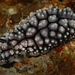 Phyllidiopsis fissurata - Photo (c) Erwin Koehler, some rights reserved (CC BY-NC), uploaded by Erwin Koehler