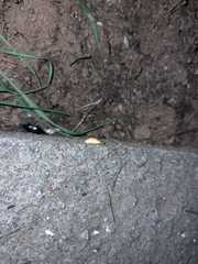 Lamprohiza mulsantii