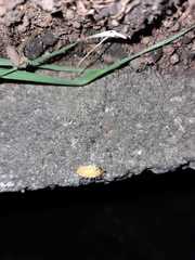 Lamprohiza mulsantii