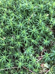 Polytrichum