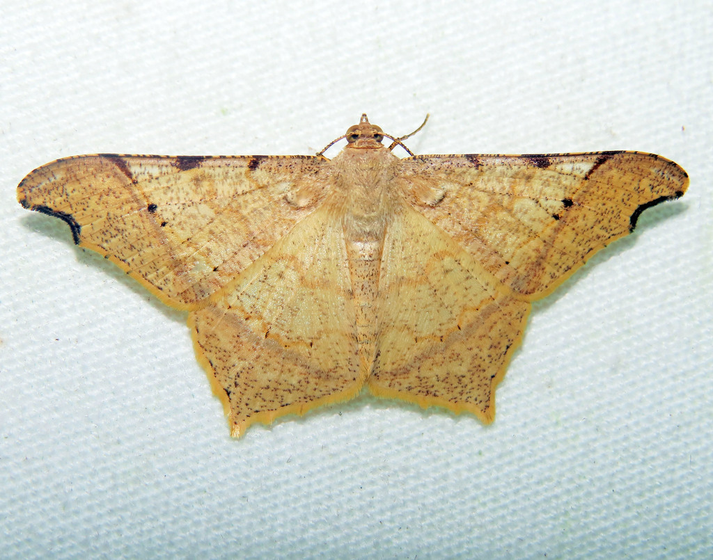 Macaria achetata