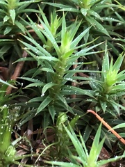 Polytrichum