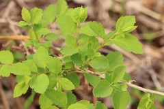 Spiraea chamaedryfolia