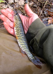 Esox
