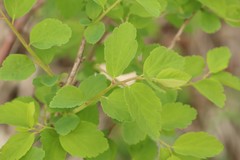 Spiraea chamaedryfolia