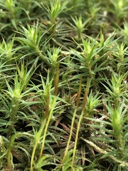 Polytrichum