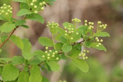 Spiraea chamaedryfolia
