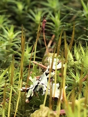 Polytrichum