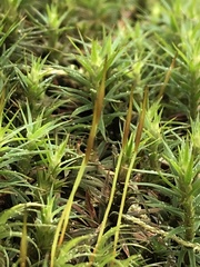 Polytrichum