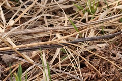 Spiraea chamaedryfolia