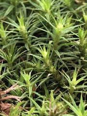 Polytrichum