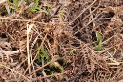 Spiraea chamaedryfolia