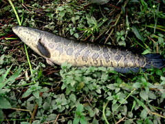 Channa argus