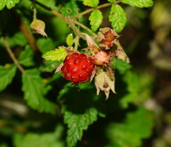 Rubus parvifolius