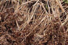 Spiraea chamaedryfolia