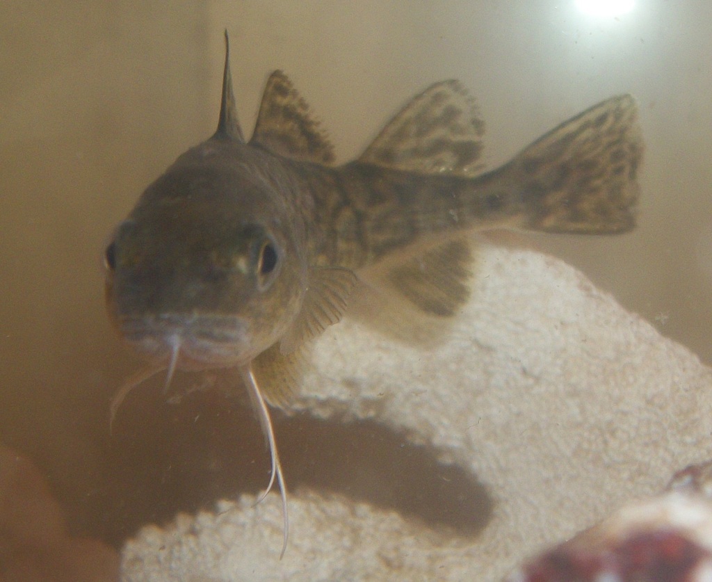 Tomcod Atlantic Tomcod from Middletown, RI, USA on February 6, 2009 at 10:22 ...