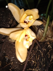 Stanhopea annulata