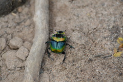 Sulcophanaeus imperator