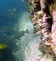 Aplodactylus lophodon