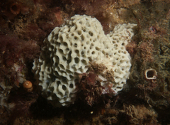 Holopsamma laminaefavosa