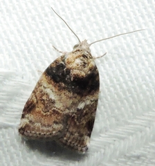Garella vallata