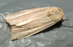 Leucania stenographa