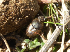 Onthophagus maki