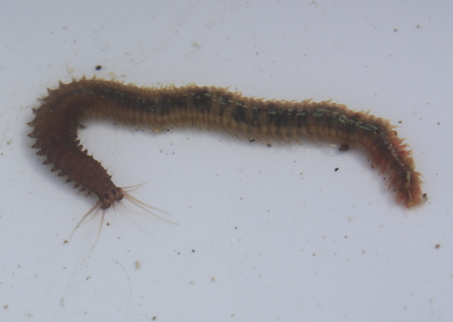 Platynereis bicanaliculata