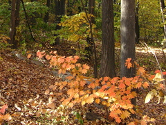 Acer pseudosieboldianum