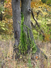 Celastrus flagellaris