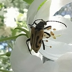 Brachyta interrogationis