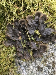 Peltigera membranacea