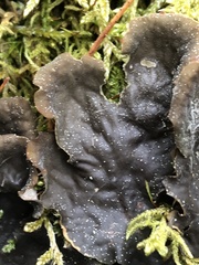 Peltigera membranacea