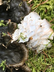 Peltigera membranacea