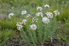 Diarthron altaica