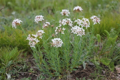 Diarthron altaica