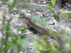 Aspidoscelis angusticeps