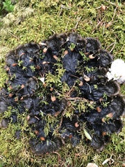 Peltigera membranacea