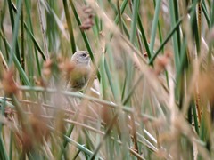 Cistothorus apolinari